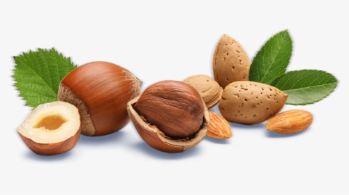 Hazelnut With Transparent Background, HD Png Download, Free Download
