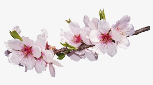 Blossom, Bloom, Almond Blossom, Flowering Twig, Pink - Real Cherry Blossom Pink Flower Png, Transparent Png, Free Download