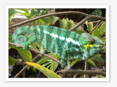 Male Panther Chameleons Nosy Komba Mrci - Common Chameleon, HD Png Download, Free Download
