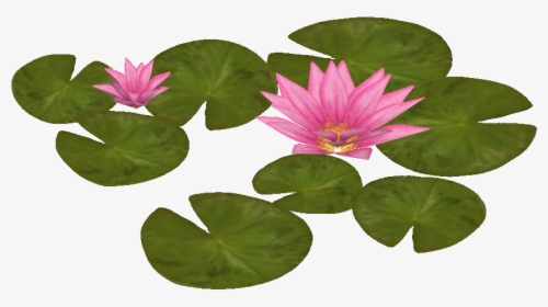 Transparent Plant Top View Png - Water Lily Plan View, Png Download, Free Download