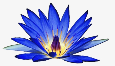 Blue Water Lily Clipart, HD Png Download, Free Download