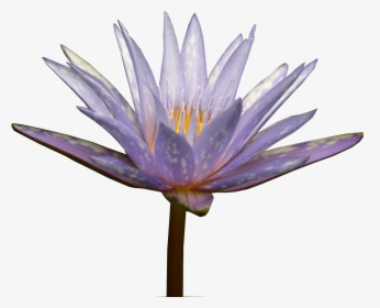 Water Lily - Sacred Lotus, HD Png Download, Free Download
