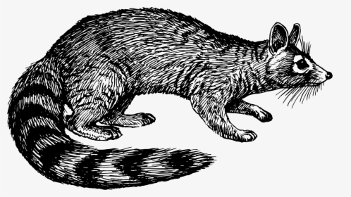Ring-tail Cat Clip Arts - Civet Clipart Black And White, HD Png Download, Free Download