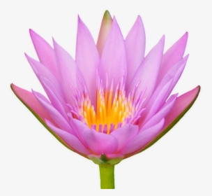 Lotus Flower Water Lily Flora Isolated Transparent - Sacred Lotus, HD Png Download, Free Download