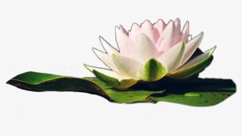 #water #lily #jhyuri #flower - Sacred Lotus, HD Png Download, Free Download
