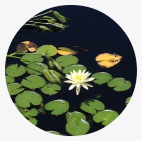 Transparent Lily Pads Png - Water Lily, Png Download, Free Download