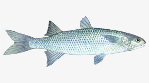 Mullet Fish Pictures Transparent , Png Download - Mullet Transparent Picture Fish, Png Download, Free Download