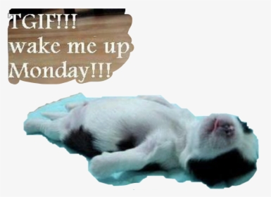 #tgif #monday #wakemeup #puppy #petsandanimals #text - Pictures, HD Png Download, Free Download