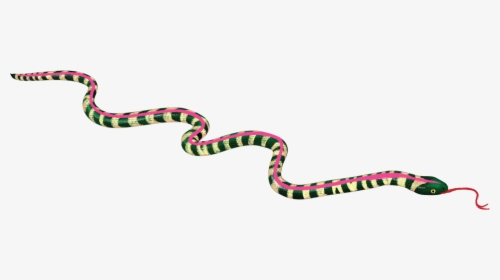 Snakes Colorado Feminism Portable Network Graphics - Pinesnake, HD Png Download, Free Download