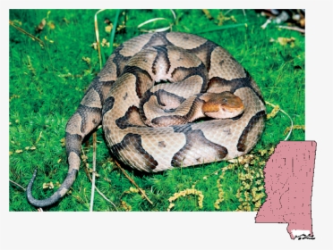Copperhead Mississippi Snakes, HD Png Download, Free Download