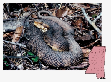 Cottonmouth Mississippi Snakes, HD Png Download, Free Download