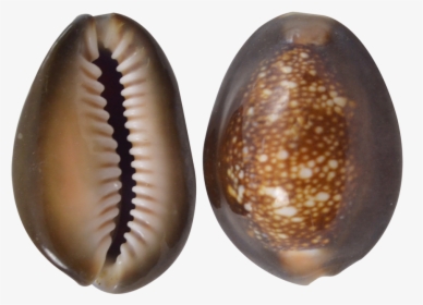 Snakehead Cowrie Craft Seashells 1-1 - Insect, HD Png Download, Free Download