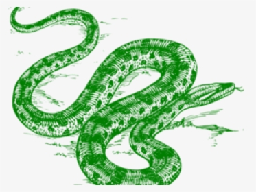 Transparent Coiled Rattlesnake Clipart - Anaconda In Black And White, HD Png Download, Free Download