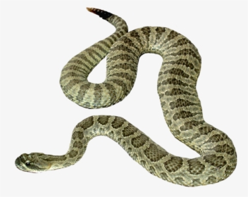 Serpent Png Page - Transparent Background Snake Clipart, Png Download, Free Download