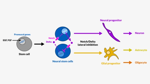Neuro-gliogenesis Via Lateral Inhibition - Gliogenesis, HD Png Download, Free Download