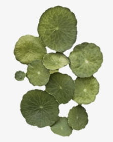 Coltsfoot, HD Png Download, Free Download