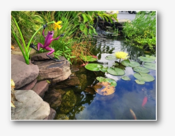 Clip Art Koi Goldfish Ponds Nh - Fish Pond, HD Png Download, Free Download