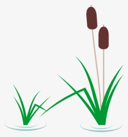 Transparent Pond Clipart - Cattail Clipart, HD Png Download, Free Download