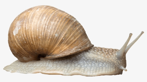 Pond Snails Gastropods Portable Network Graphics Snail - Snail Png, Transparent Png, Free Download