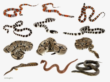 Snakes Clipart Png Images - Snakes Clipart, Transparent Png, Free Download