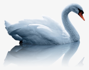 Mute Swan Duck White Swan - Hd Images Of Duck Png, Transparent Png, Free Download