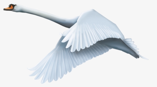 Download And Use Swan Transparent Png Image - Fly Swan Png, Png Download, Free Download