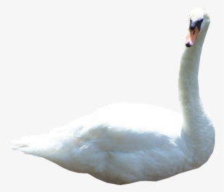 Swan Png - Transparent Swan, Png Download, Free Download