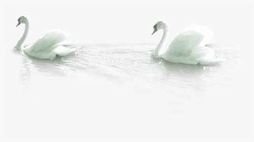 Mute Swan Bird Duck - Tundra Swan, HD Png Download - kindpng