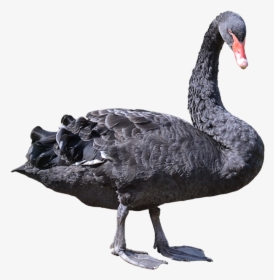 Black Swans Png, Transparent Png, Free Download