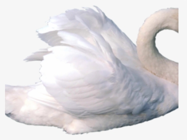 Swan Png Transparent Images - White Swan White Background, Png Download, Free Download