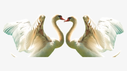 Swan, Fly, Feather, Bird, White, Wing, Flying, Wings - Tundra Swan, HD Png Download, Free Download