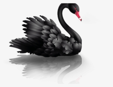 Swan Png Transparent Images - White And Black Swan, Png Download, Free Download