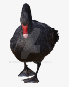 Hunting-decoy - Black Swan Transparent Background, HD Png Download, Free Download