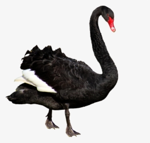 Swan, Black, Feathers, Australian, Bird, Cut Out - Black Swan Png, Transparent Png, Free Download