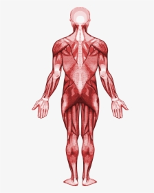 Muscle Clipart Muscular System - Gastrocnemius Muscle, HD Png Download, Free Download