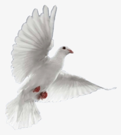 Png Flying Pigeons, Transparent Png, Free Download