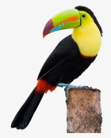 Photo Of A Toucan Perched On The Edge Of A Small Tree - Keel Billed Toucan Png, Transparent Png, Free Download