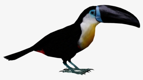 Toucan Png Clipart , Png Download - Tucan Png, Transparent Png, Free Download