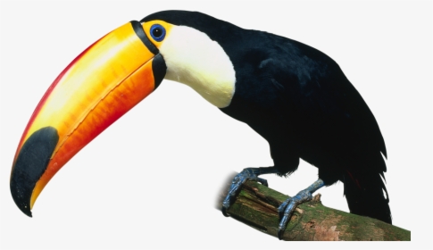 Toucan, Samuel Hebert Selected - Kind Of Birds, HD Png Download, Free Download