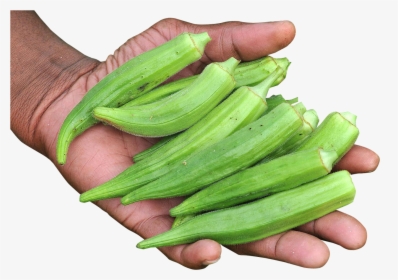 Okro Png, Transparent Png, Free Download