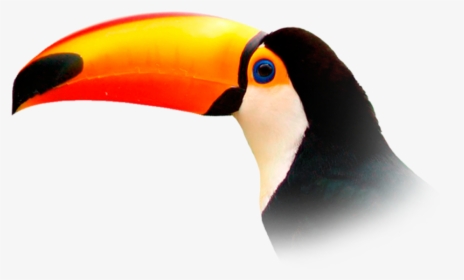 Transparent Background Toucan Png, Png Download, Free Download