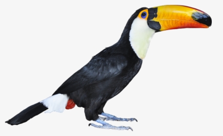 Hornbill - Tucan Real Png, Transparent Png, Free Download