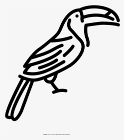 Toucan Coloring Page - Illustration, HD Png Download, Free Download