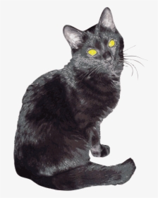 Sherlock Clip Arts - American Shorthair, HD Png Download, Free Download