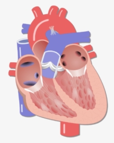 Unlabelled Image Of The Interior View Of The Heart - Heart Unlabelled, HD Png Download, Free Download