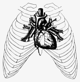 Heart, Human, Anatomy, Health, Halloween, Ribs - Tell Tale Heart, HD Png Download, Free Download