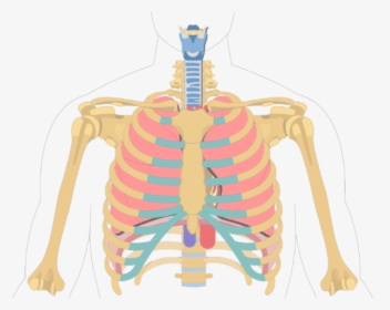 Unlabelled Image Of The Anterior View Of The Sternum - Location And Shape Of Heart, HD Png Download, Free Download