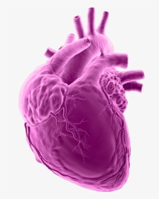 Anatomy Scan Heart Anatomy 1920x1080 Png, Transparent Png, Free Download