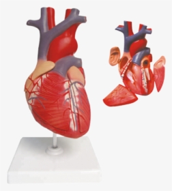 Life Size 4 Parts Human Heart Model - Heart, HD Png Download, Free Download