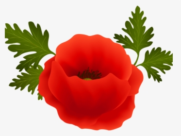 Poppy Png, Transparent Png, Free Download